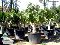 Ficus Carica