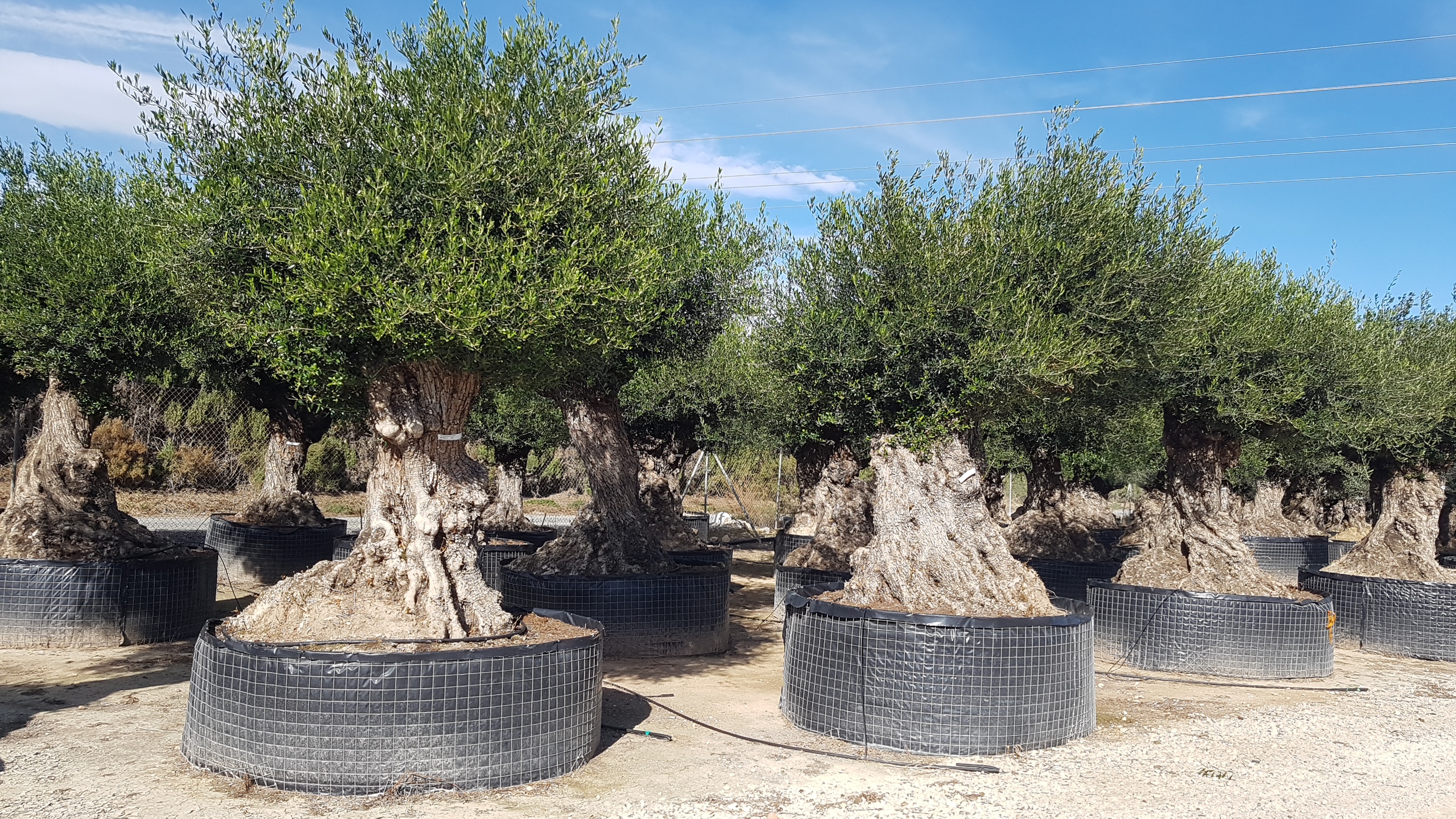 Plantas ornamentales en vivero