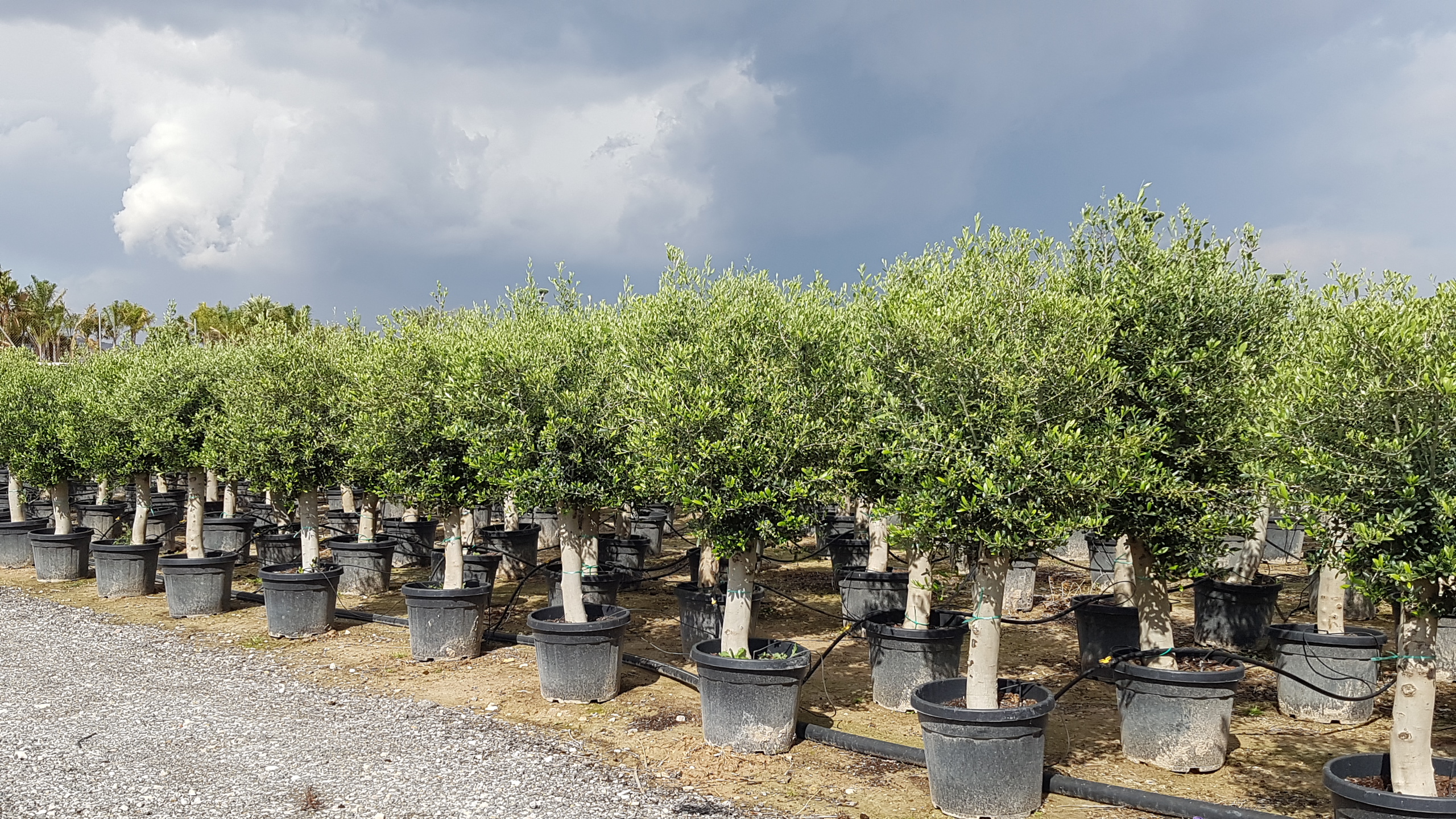 Instalaciones de Viveros Demoy