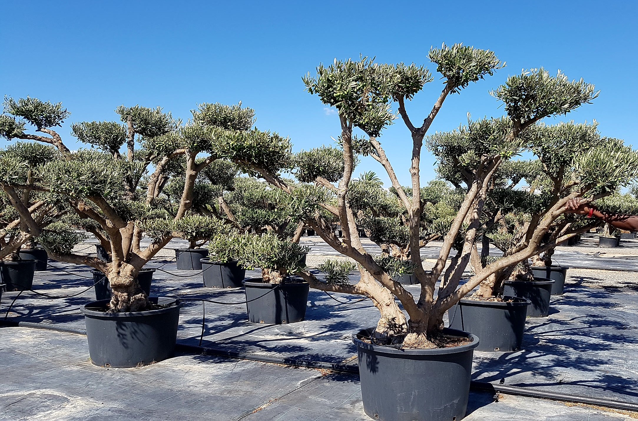 Producción y cultivo de plantas