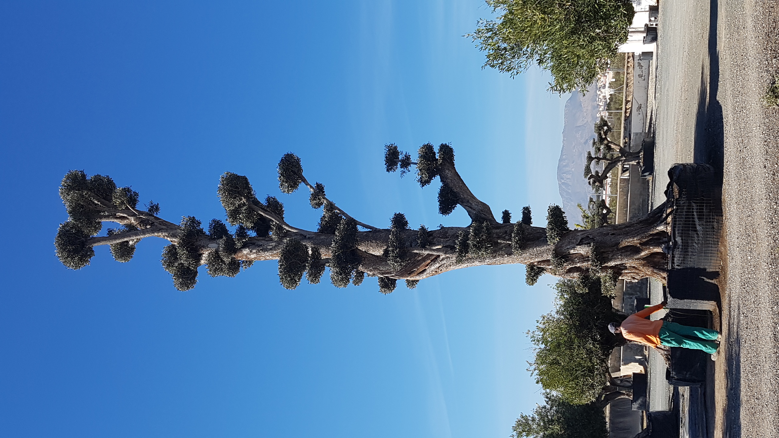 Galería Viveros Demoy 4