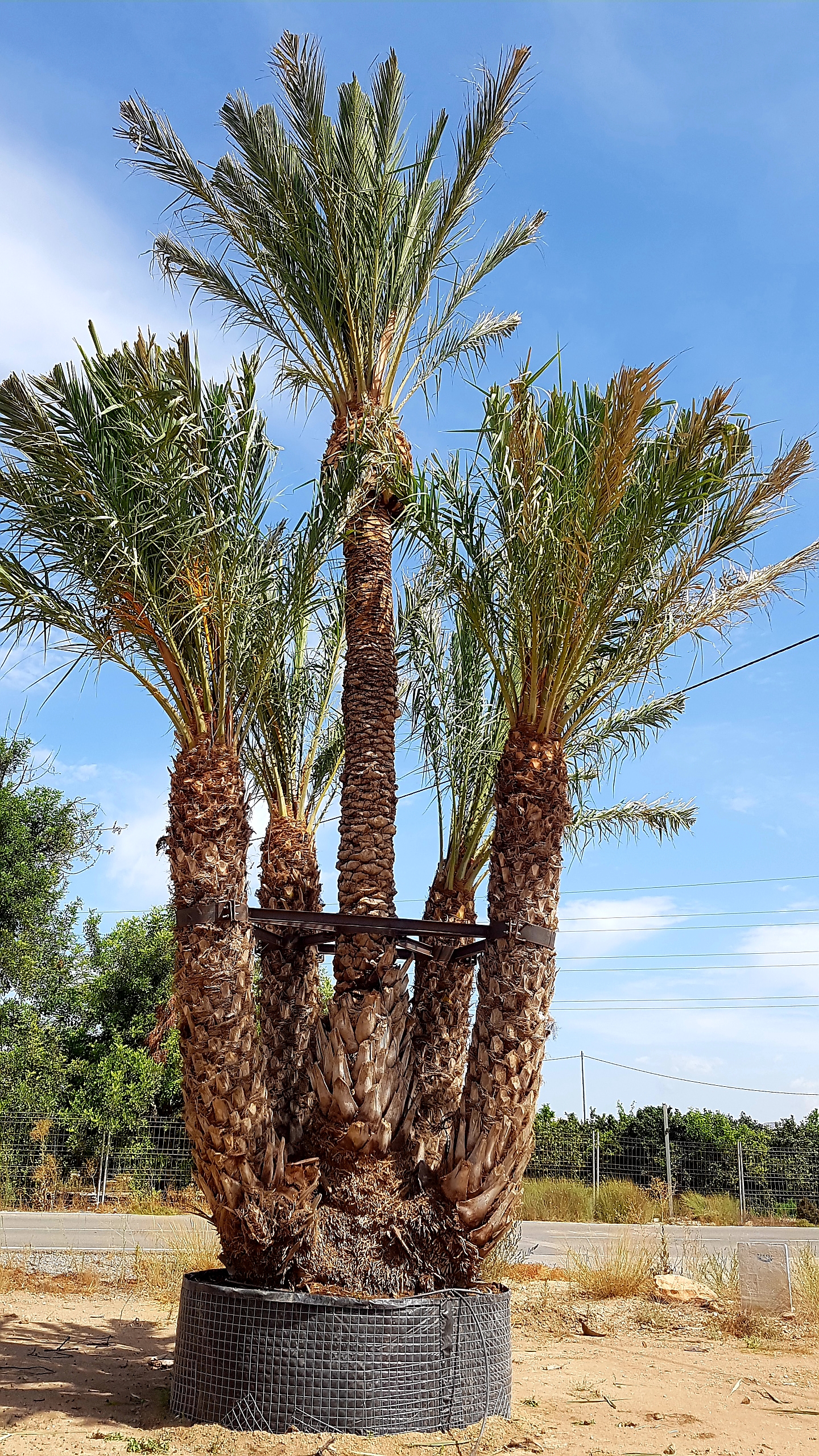 Galería Viveros Demoy 5