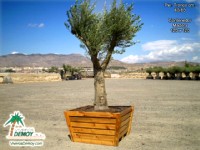 Olea Europea Contenedor Madera