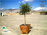 Olea Europea Arboreto