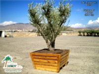Olea Europea Arbustiva