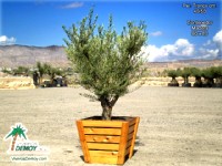 Olea Europea Arbustiva Pequeña