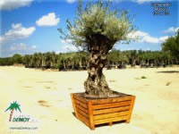 Olea Europea Bonsai 120 x 120