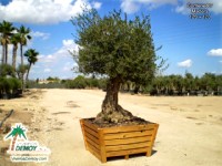 Olea Europea Copa 120 x 120