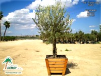 Olea Europea Contenedor Mini