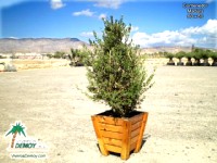 Olea Europea Piramidal Madera