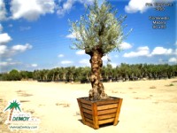 Olea Europea Semibonsai Grande