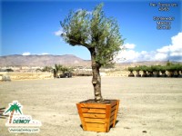Olea Europea Semibonsai