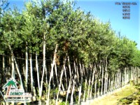 Olea Europea Arbol