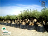 Olea Europea Bonsai