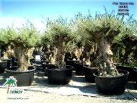 Olea Europea Bonsai (500 L)