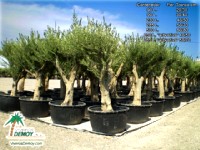 Olea Europea Contenedor (90 - 285 L)