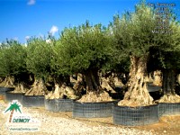 Olea Europea Ejemplar