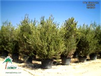 Olea Europea Piramidal