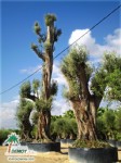 Olea Milenaria