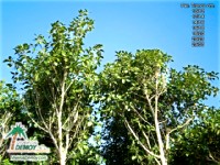 Ficus Australis
