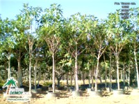 Ficus Macrophilla
