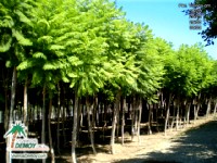 Jacaranda Mimosifolia