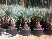 Phoenix Canariensis