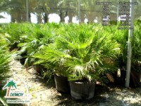 Chamerops Humilis