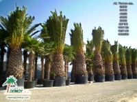 Phoenix Canariensis