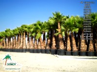 Washingtonia Robusta