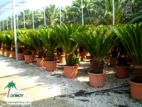 Phoenix Canariensis