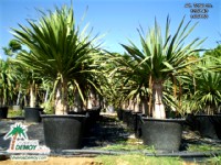 Dracaena Drago