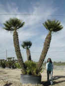 Chamaerops Humilis 1.JPG