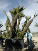 Chamaerops Humilis 5.JPG