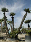 Chamaerops Humilis 7.JPG
