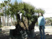 Chamaerops Humilis 9.JPG