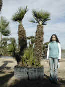 Chamaerops Humilis 11.JPG