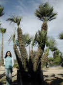 Chamaerops Humilis 12.JPG