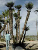 Chamaerops Humilis 13.JPG