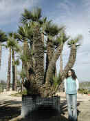 Chamaerops Humilis 14.JPG