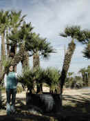 Chamaerops_ Humilis_15.JPG