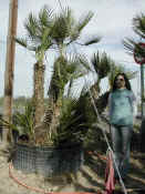Chamaerops Humilis 17.JPG