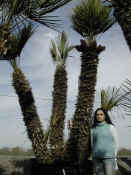 Chamaerops Humilis 18.JPG