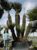 Chamaerops Humilis 19.JPG