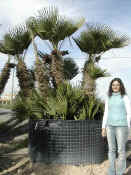 Chamaerops Humilis 20.JPG