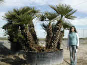 Chamaerops Humilis 21.JPG