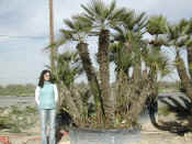 Chamaerops Humilis 22.JPG