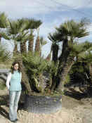 Chamaerops Humilis 23.JPG
