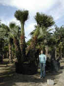 Chamaerops Humilis 24.JPG