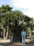 Chamaerops Humilis 25.JPG